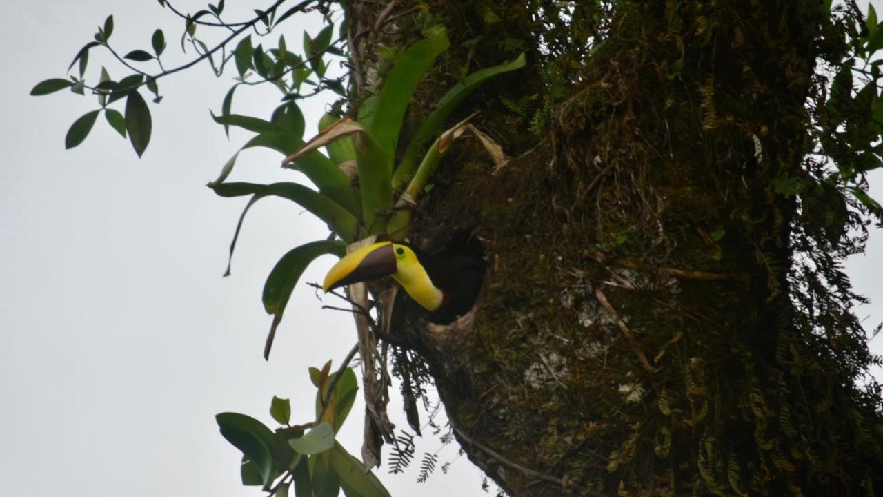 Villa Tucan La Fortuna 外观 照片