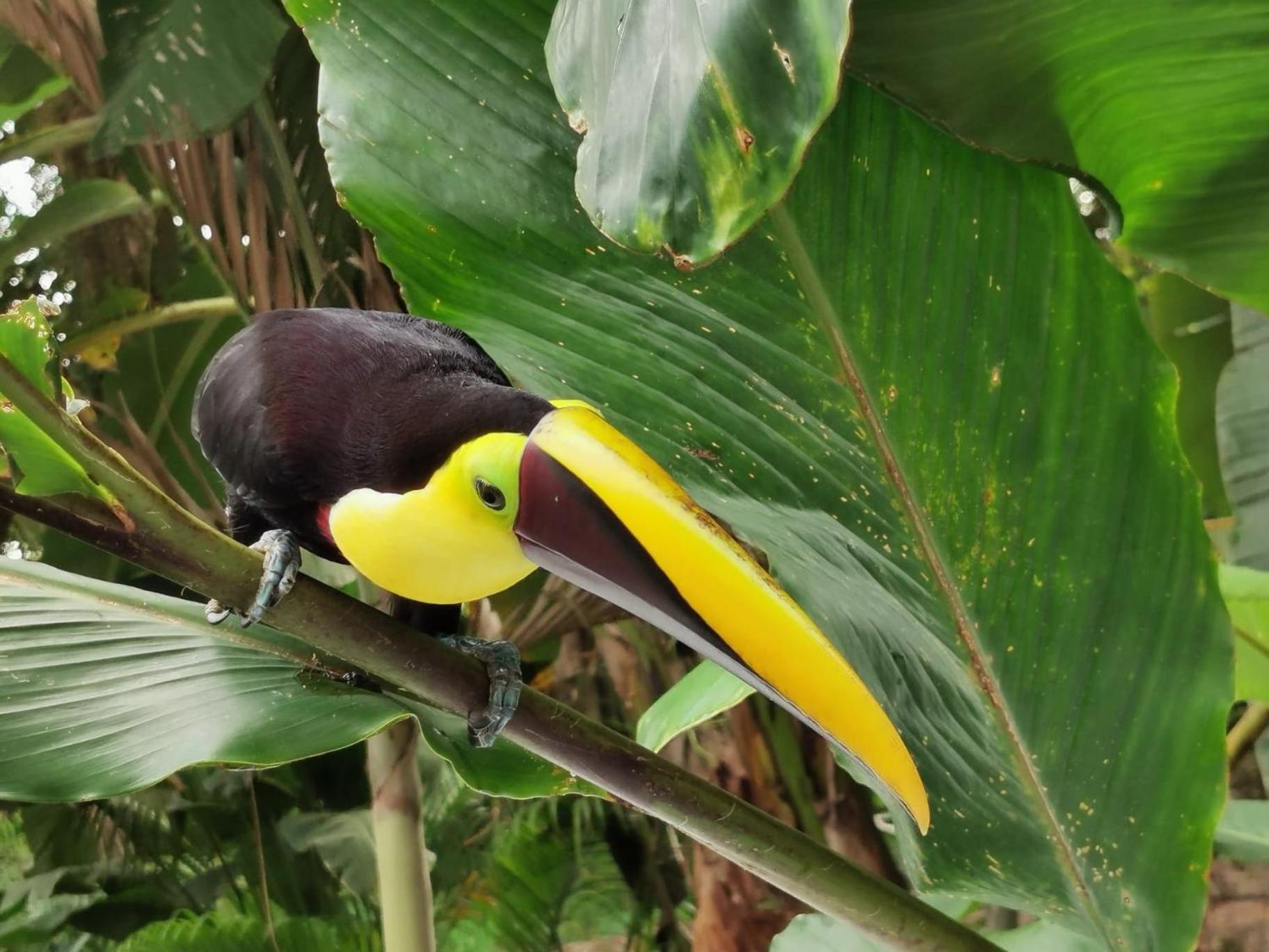 Villa Tucan La Fortuna 外观 照片