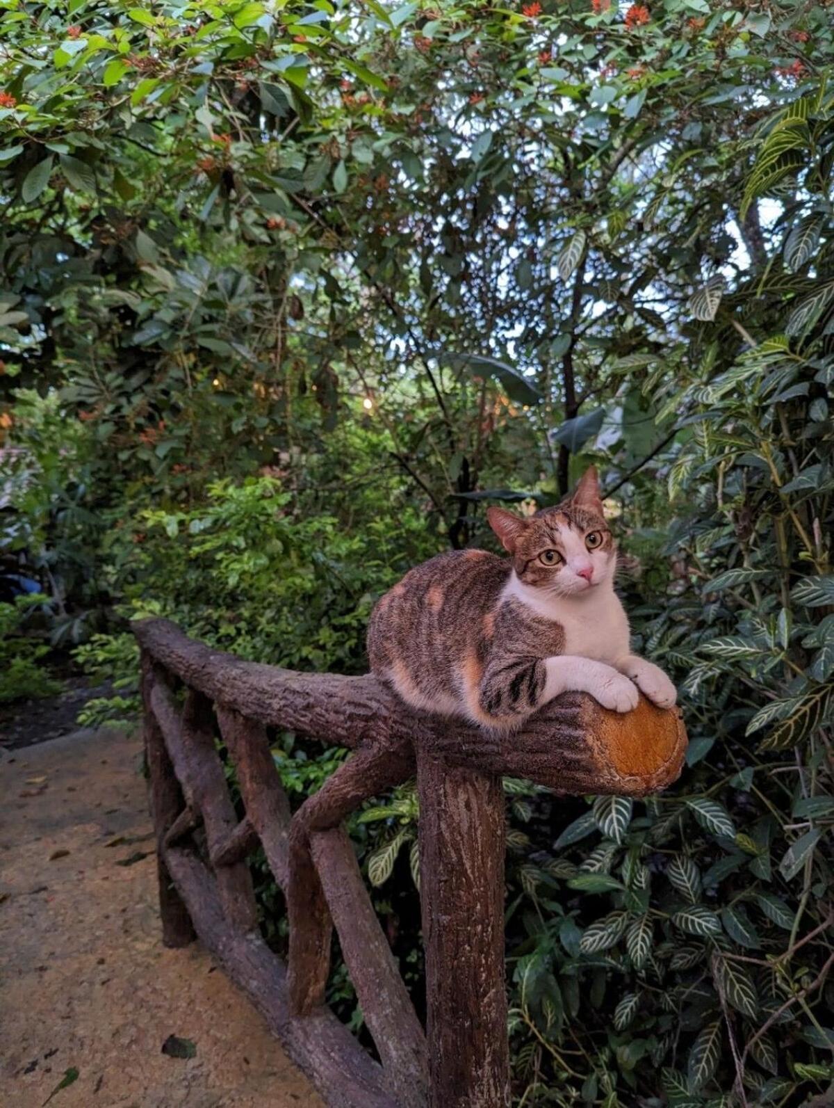 Villa Tucan La Fortuna 外观 照片