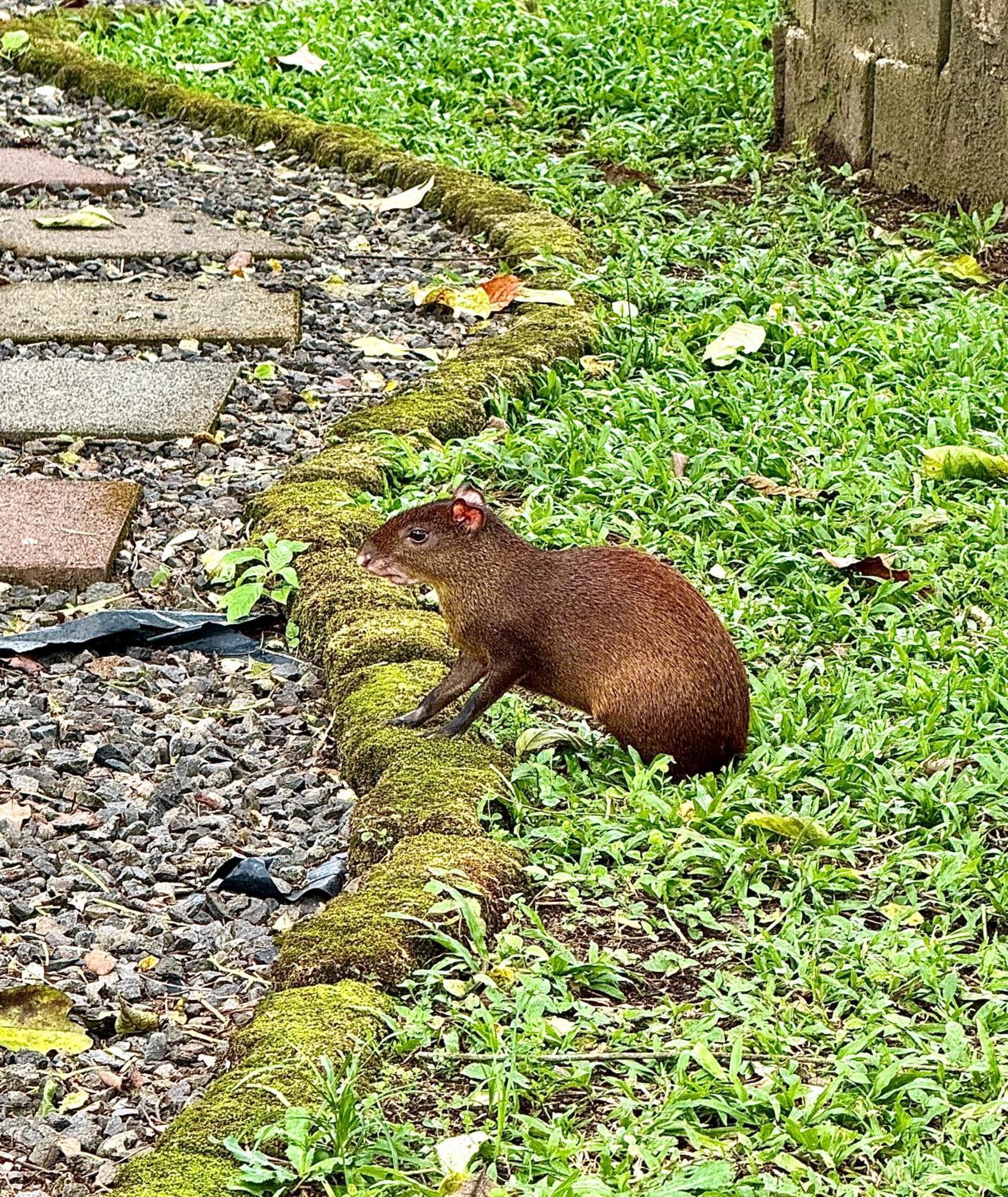 Villa Tucan La Fortuna 外观 照片